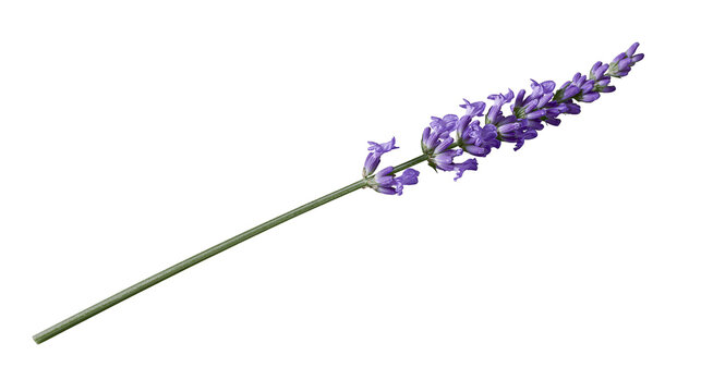 Purple lavender flower spike with green stem