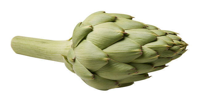 Fresh green artichoke with stem