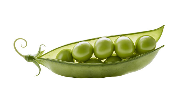 Fresh green pea pod with multiple peas inside