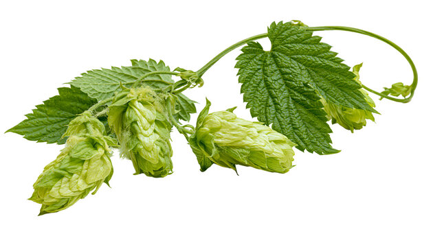 Green hop cones and leaves on vine