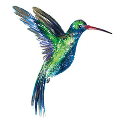 Colibrí © silvana