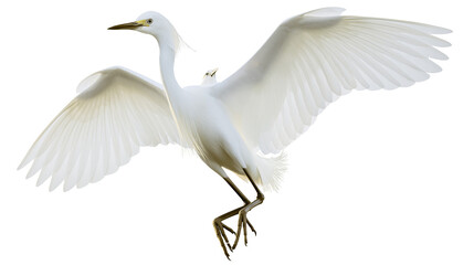 Obraz premium White egret bird with wings spread wide, showing delicate feathers