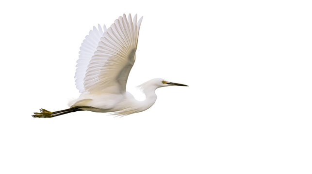 White egret bird in flight with wings spread