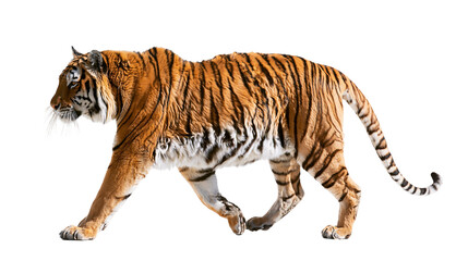 Obraz premium Tiger walking with orange and black stripes