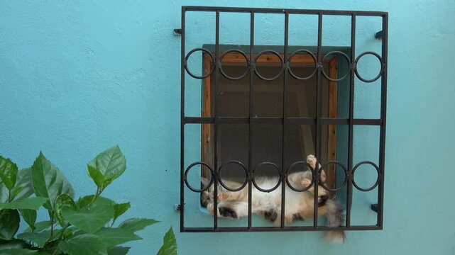 Kas, Turkey - 4th of July 2026: 4K In window a cute calico cat sleeping funny position against blue wall
