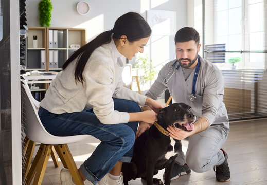 Vet doctor conducts examination of dog in clinic. Doctor kneels with stethoscope as the woman comforts her pet during consultation in a modern office. Caring, professional vet care for pets.