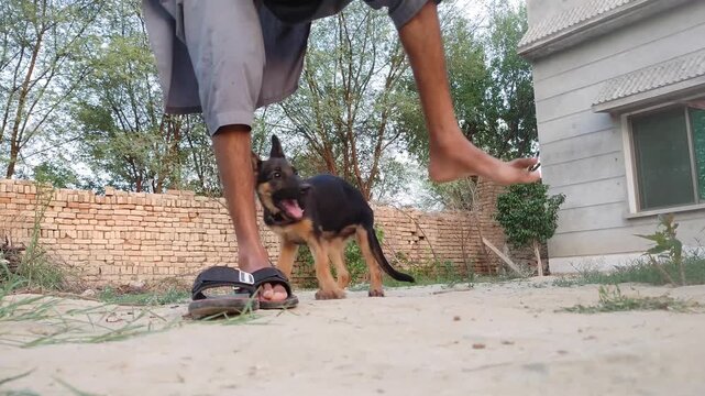 German Shepherd puppy playing with owner outdoors, playful young dog biting man's leg, energetic black and tan puppy in backyard setting