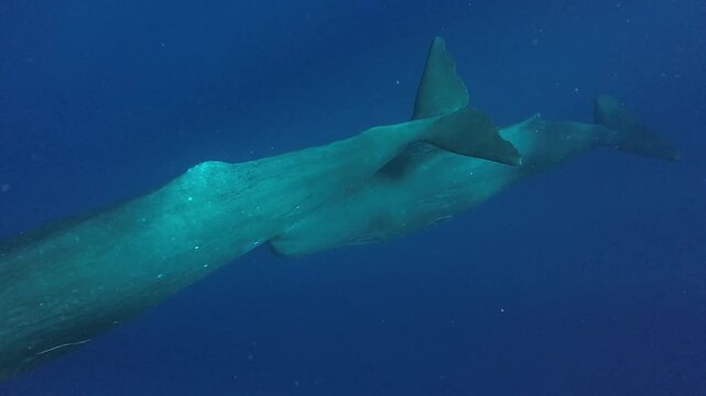Sperm Whale Swimming Through Clear Blue Ocean Water