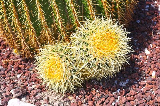 Cacti on the island of Rhodes.