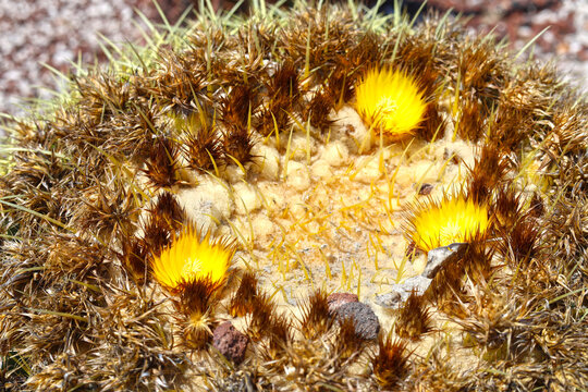 Cacti on the island of Rhodes.