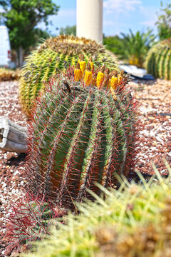 Cacti on the island of Rhodes.