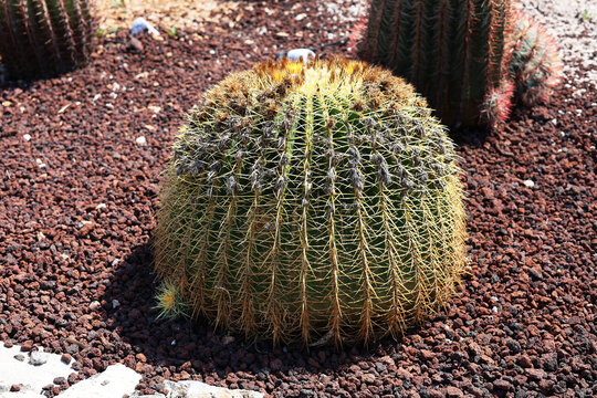Cacti on the island of Rhodes.