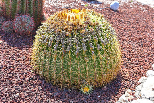 Cacti on the island of Rhodes.