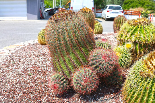 Cacti on the island of Rhodes.