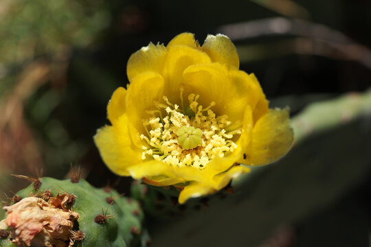 Prickly pear cactus in bloom.