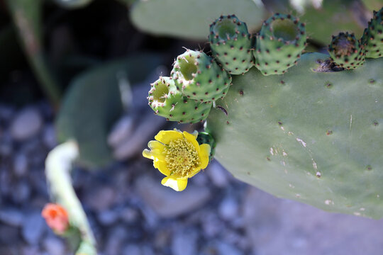 Prickly pear cactus in bloom.