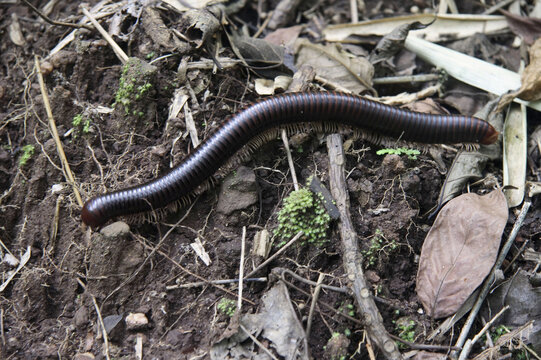 millipede on the ground