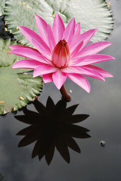 pink water lily