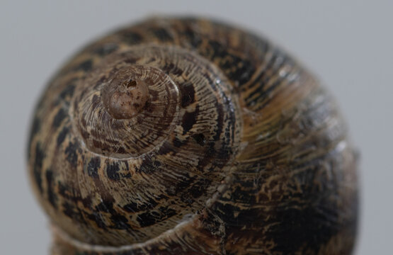 Macro image of a snail's shell found in a garden