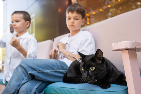 Two boys walking with a cat outdoors. Pet-friendly outdoor cafe.