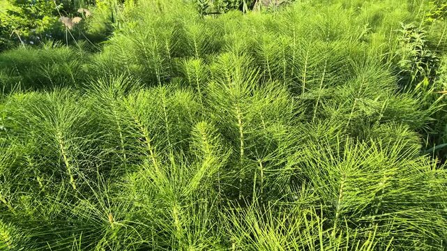 Horsetail plants growing in a lush green forest field under soft summer sunlight. High angle steady shot.