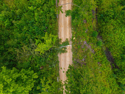 Aerial view of a dirt road through a dense green forest with a fallen tree blocking the path in Valgunde Parish, Jelgava Municipality, Latvia.