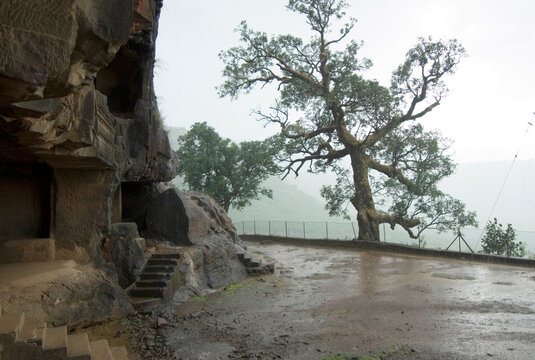 old tree trunk