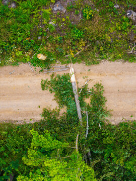Aerial view of a fallen tree blocking a gravel road through a lush green forest with visible tree stumps in Valgunde Parish, Jelgava Municipality, Latvia.