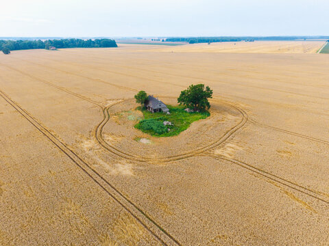 Aerial view of an isolated house surrounded by a circular patch of green vegetation and trees in the middle of a vast golden wheat field in Latvia.