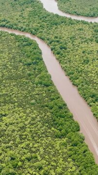 Aerial drone of wetlands with jungle and tropical forest. Menumbok forest reserve. Borneo, Sabah, Malaysia. Vertical video.