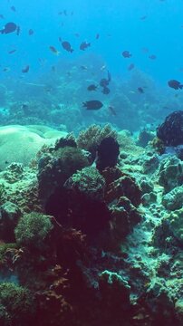Tropical coral reef and fishes underwater. Tropical fishes and coral reef underwater. Sipadan, Malaysia. Vertical video.