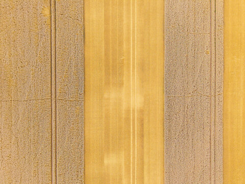 Aerial view of golden agricultural fields with parallel tractor tracks in Latvia.