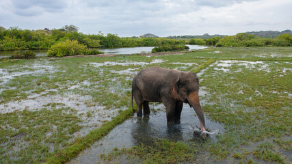 Obraz premium Aerial view of elephant in a flooded rice field feeds on lush grass. Arugam Bay Sri Lanka.