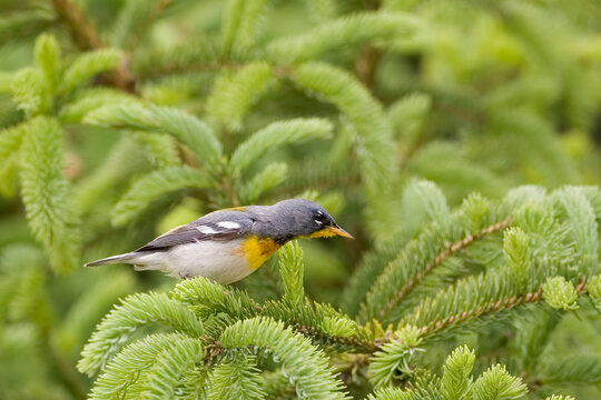 Male Northern Parula, Setophaga americana, perched on branch
