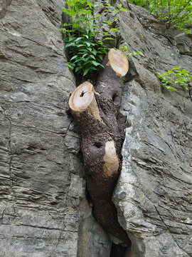 It is a tree stump nestled between the rocks.
