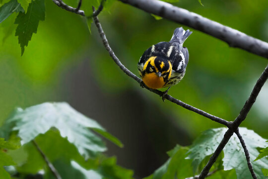 Male Blackburnian Warbler, Setophaga fusca, head on view