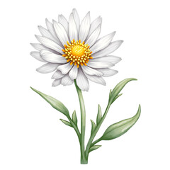 Fototapeta premium Delicate white daisy with bright yellow center, isolated botanical flower illustration.