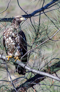 Annual Eagle Count at Englebright Lake