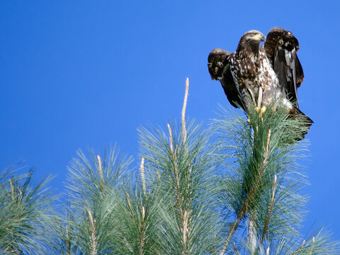 Annual Eagle Count at Englebright Lake
