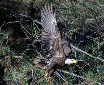 Annual Eagle Count at Englebright Lake