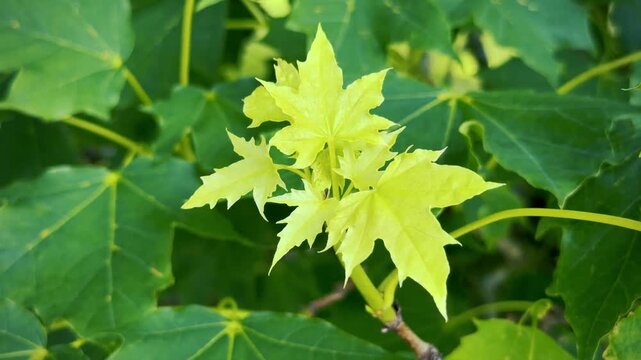 Fresh Yellow Green Maple Leaves Moving in Spring Breeze