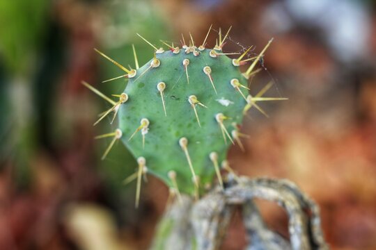 A cluster of prickly pear cactus or opuntia genus or nopal or kaktus centong, featuring flat, fleshy green pads called cladodes covered with sharp spines andar&eacute;oles