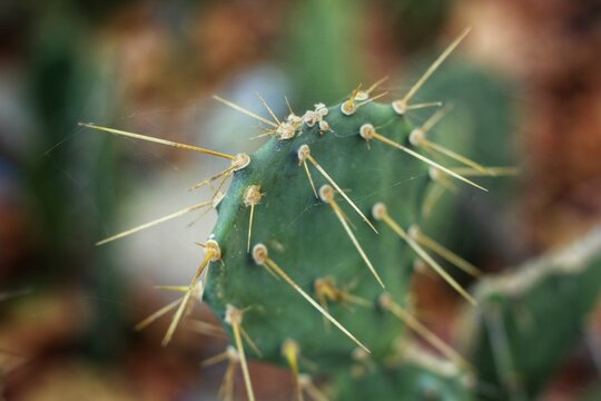 A cluster of prickly pear cactus or opuntia genus or nopal or kaktus centong, featuring flat, fleshy green pads called cladodes covered with sharp spines andar&eacute;oles