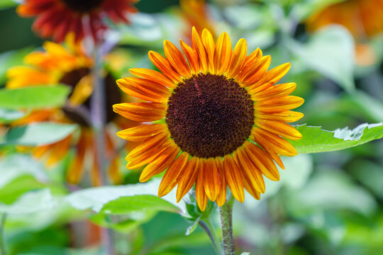 Vibrant orange and yellow sunflower blooming under bright natural light, featuring a detailed dark brown disk with rich textures and lush green foliage in the background during summer season.