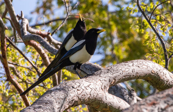 Travis AFB Nature Images
