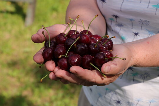 Female palms full of freshly picked ripe dark cherries in a sunny garden.