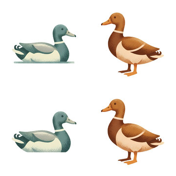 Pair of Male and Female Mallard Ducks in Different Poses.