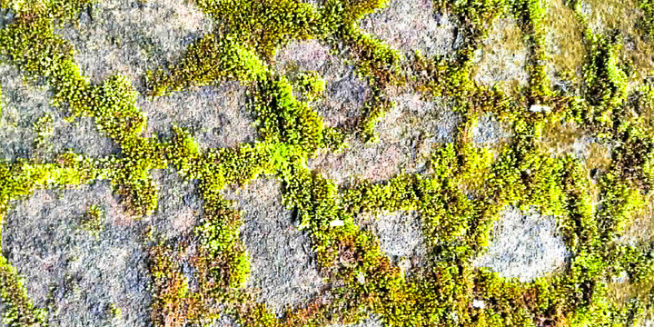 Green moss stone texture natural abstract pattern background