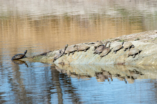 Travis AFB Nature Images