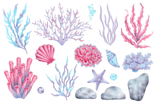 Set of marine elements shells, starfish, corals, seaweed, stones and bubbles. Underwater world of the seabed. Hand drawn watercolor illustration.  Clipart for childrens design, tourism and travel